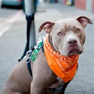 Dog Liability Coverage