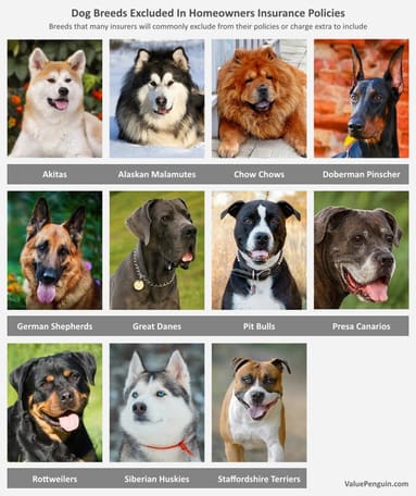 Dog Liability Insurance